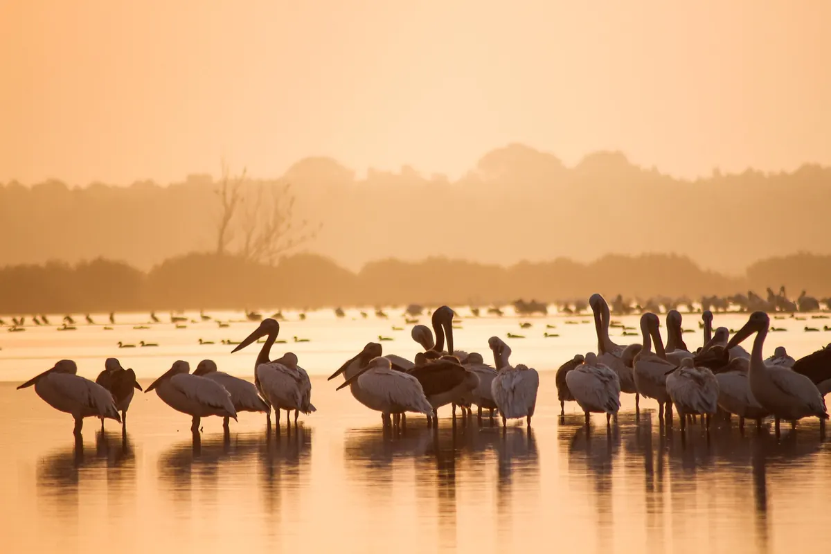 A Year at Marsh Haven: Month-by-Month Wildlife Highlights