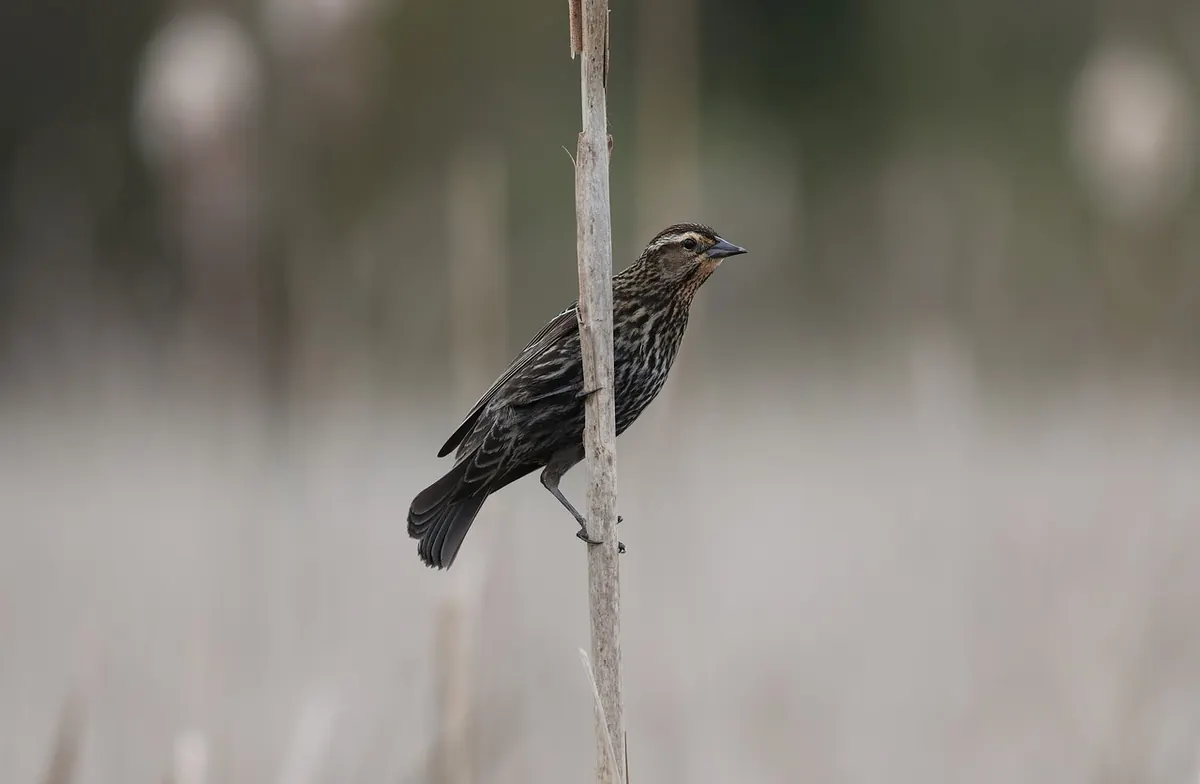 Marsh, Swamp, Bog and Fen: A Simple Guide to UK Wetland Habitats